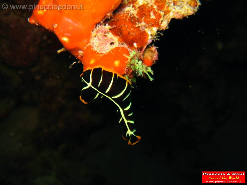 Djibouti - Diving a Djibouti - 23.jpg